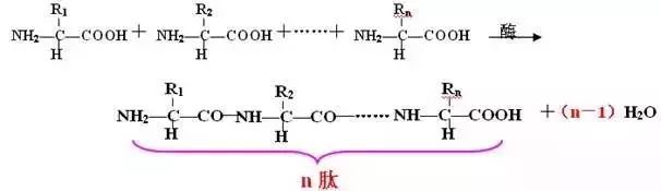 氨基酸脱水缩合