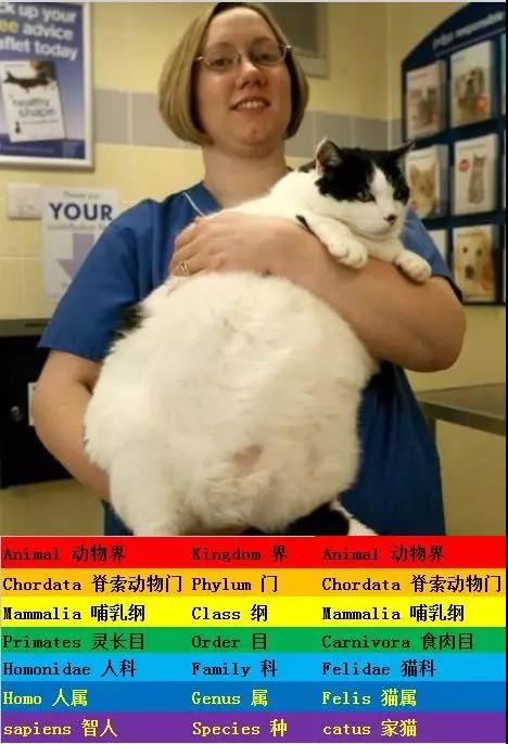 新东方美高项目 新东方美高项目