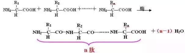 氨基酸脱水缩合结构图图片