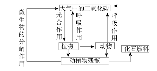 碳循环示意图